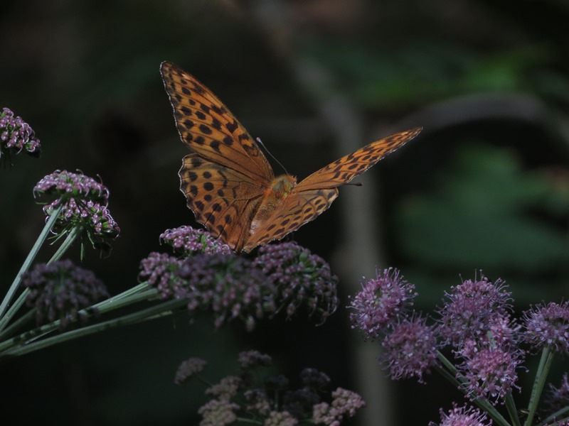 Argynnis paphia