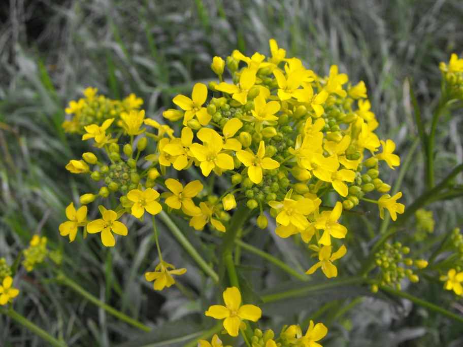 Bunias orientalis