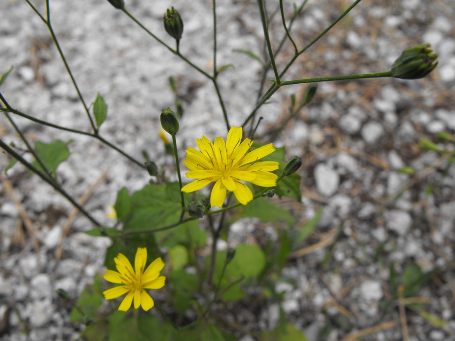 Lapsana communis