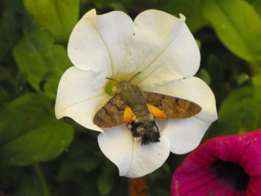 Macroglossum stellatarum?