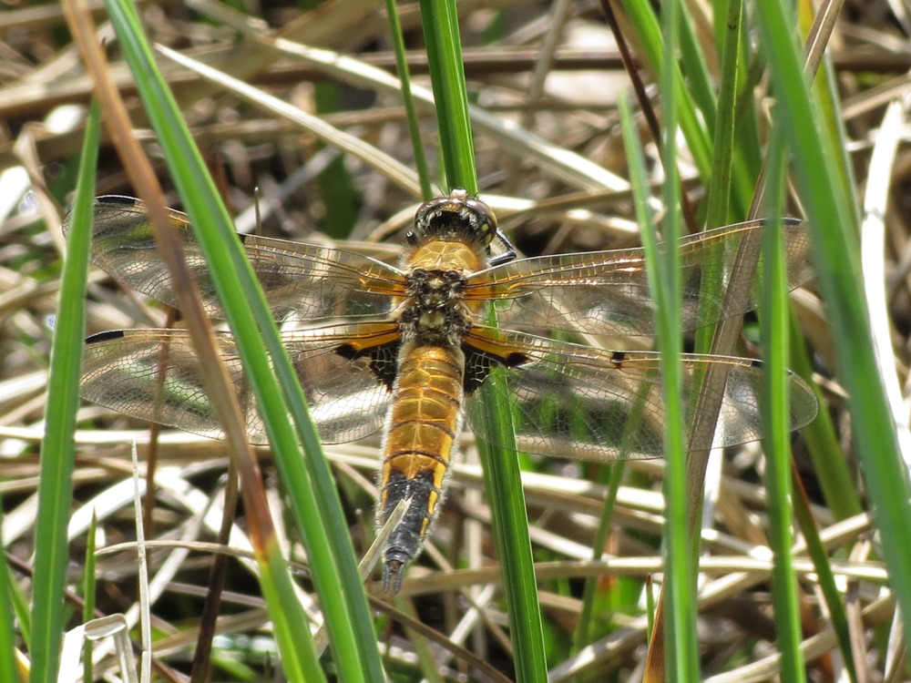 Libellula quadrimaculata?