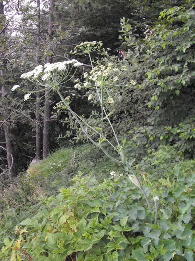 Laserpitium latifolium / Laserpizio erba nocitola