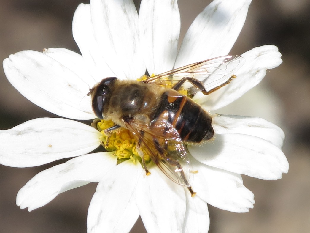 Eristalis tenax