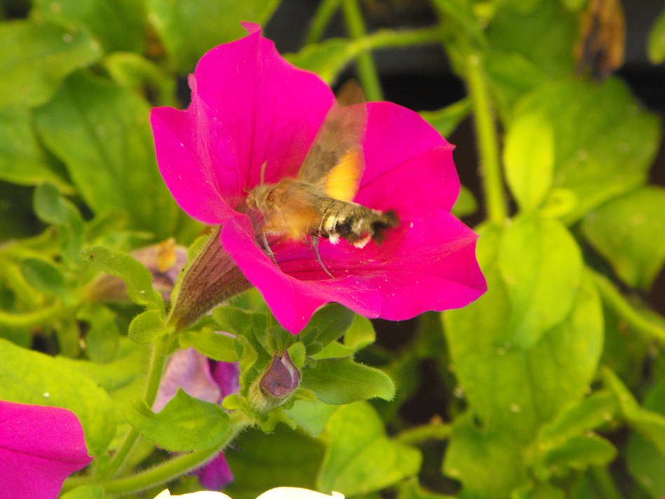 Macroglossum stellatarum?