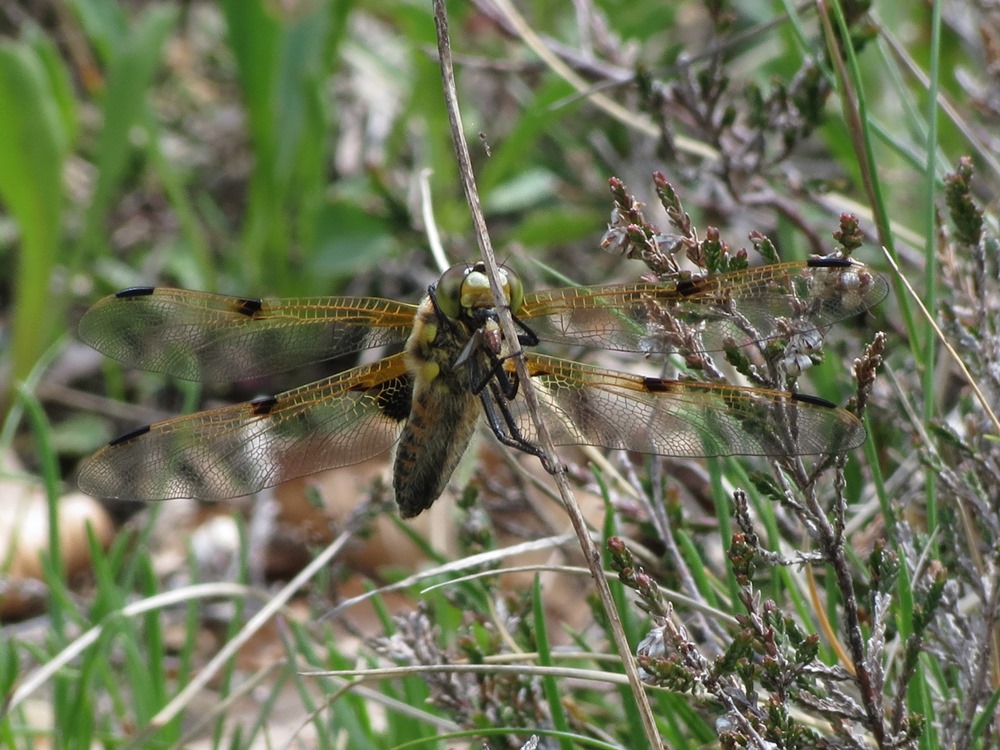 Libellula quadrimaculata?