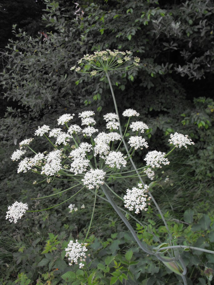 Laserpitium latifolium / Laserpizio erba nocitola