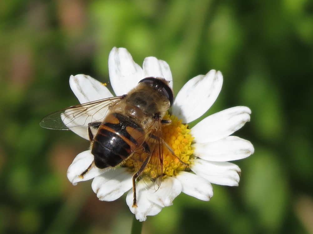 Eristalis tenax