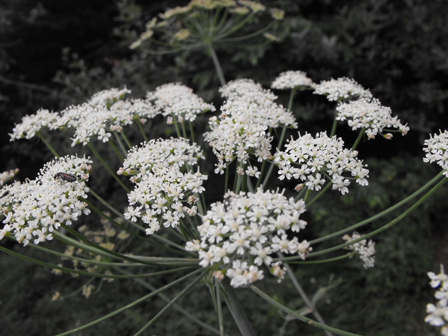 Laserpitium latifolium / Laserpizio erba nocitola