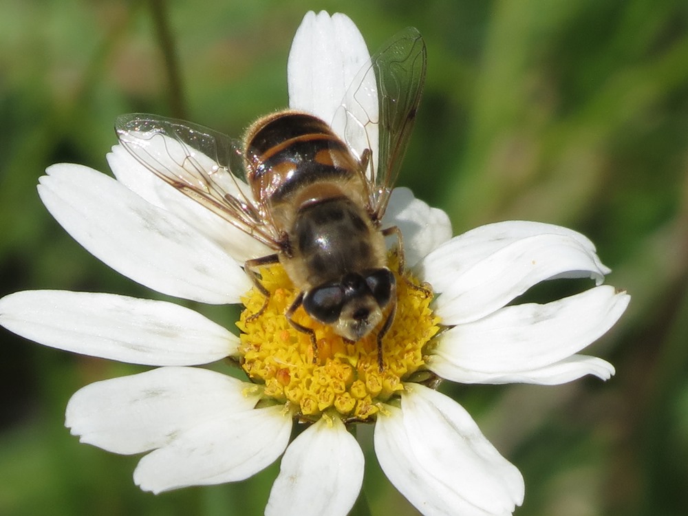 Eristalis tenax