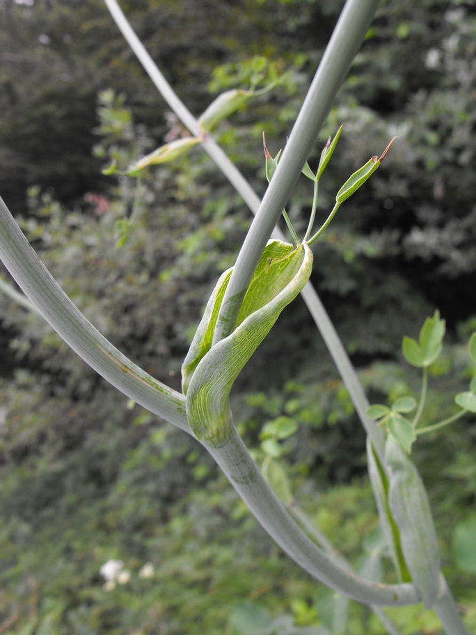 Laserpitium latifolium / Laserpizio erba nocitola