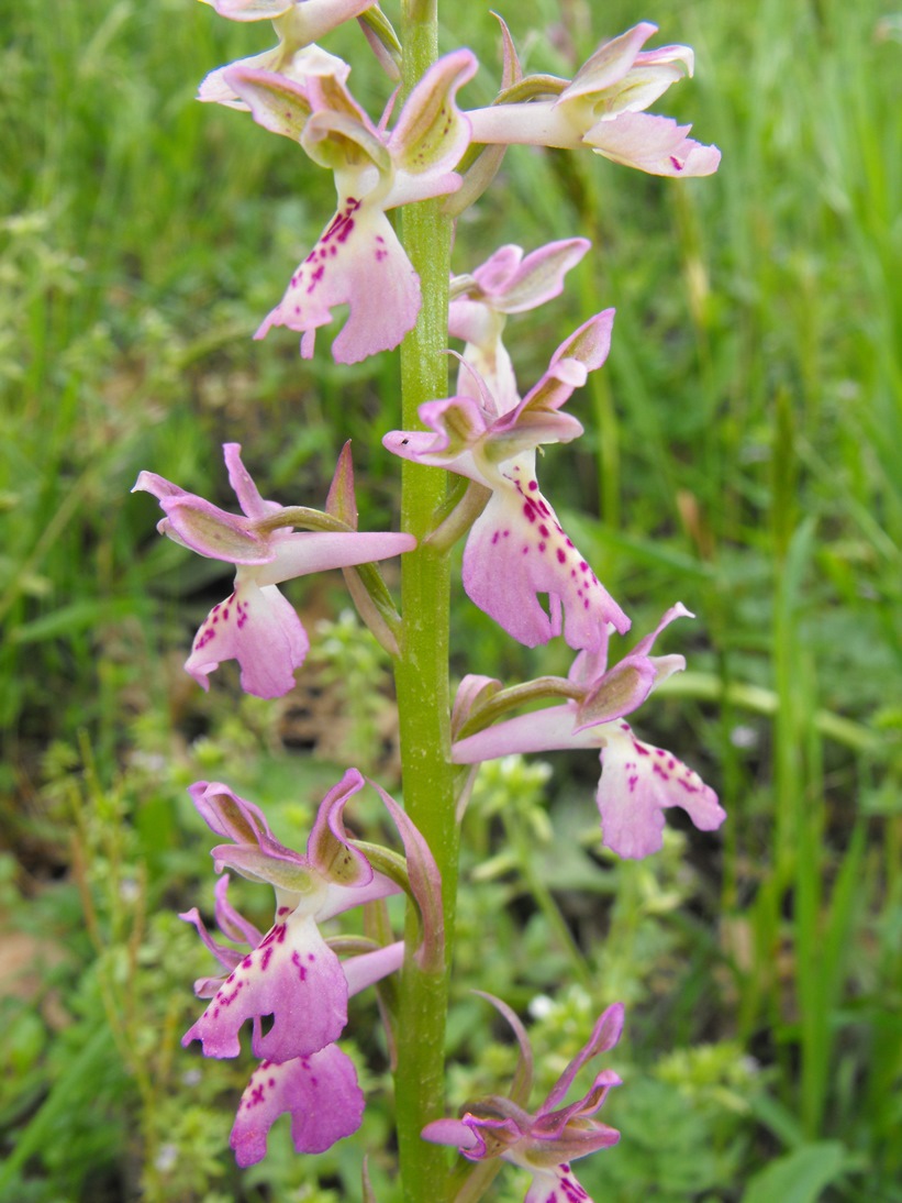 Orchis ligustica