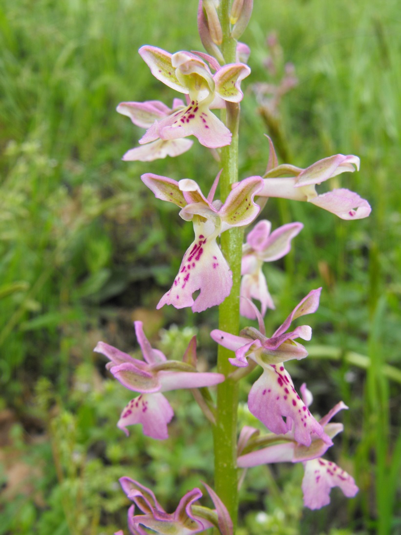 Orchis ligustica