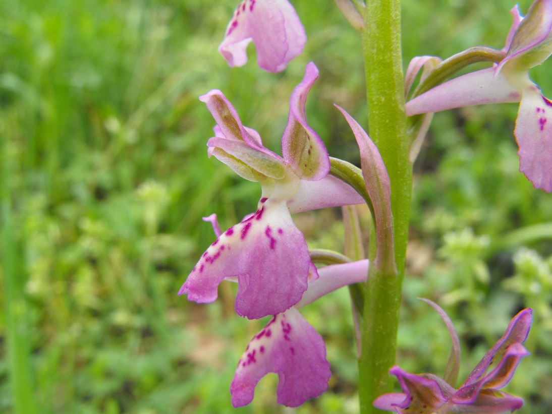 Orchis ligustica