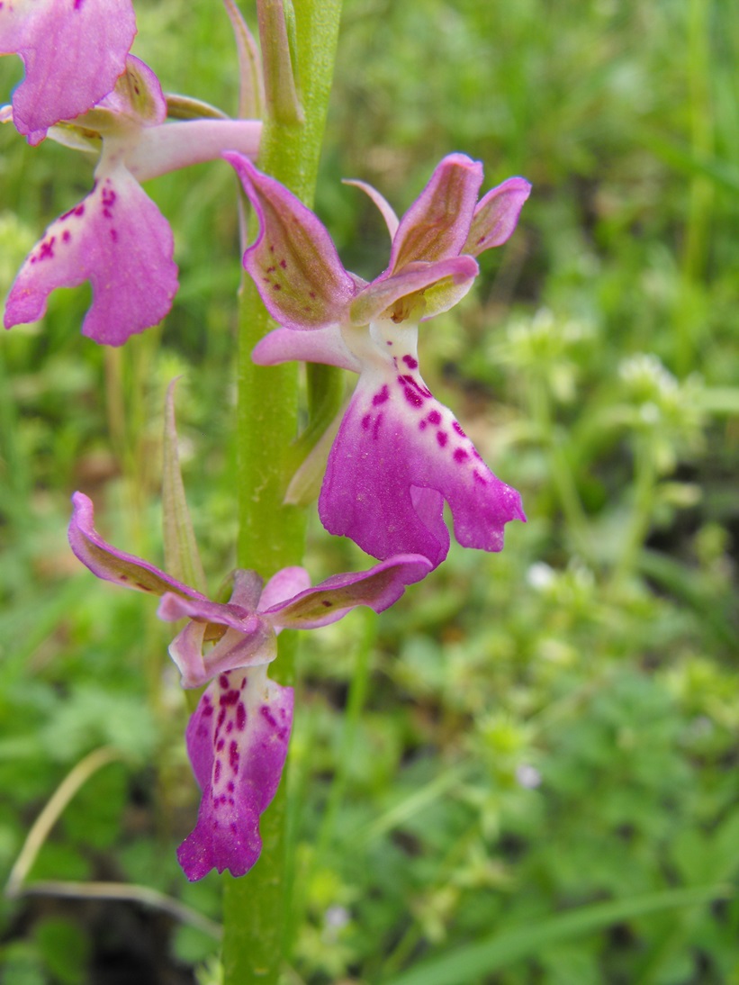 Orchis ligustica