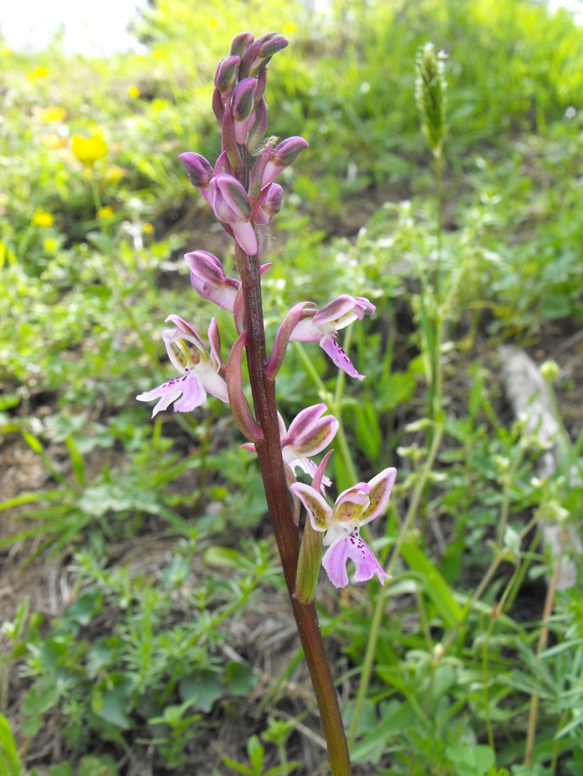 Orchis patens / Orchidea aperta