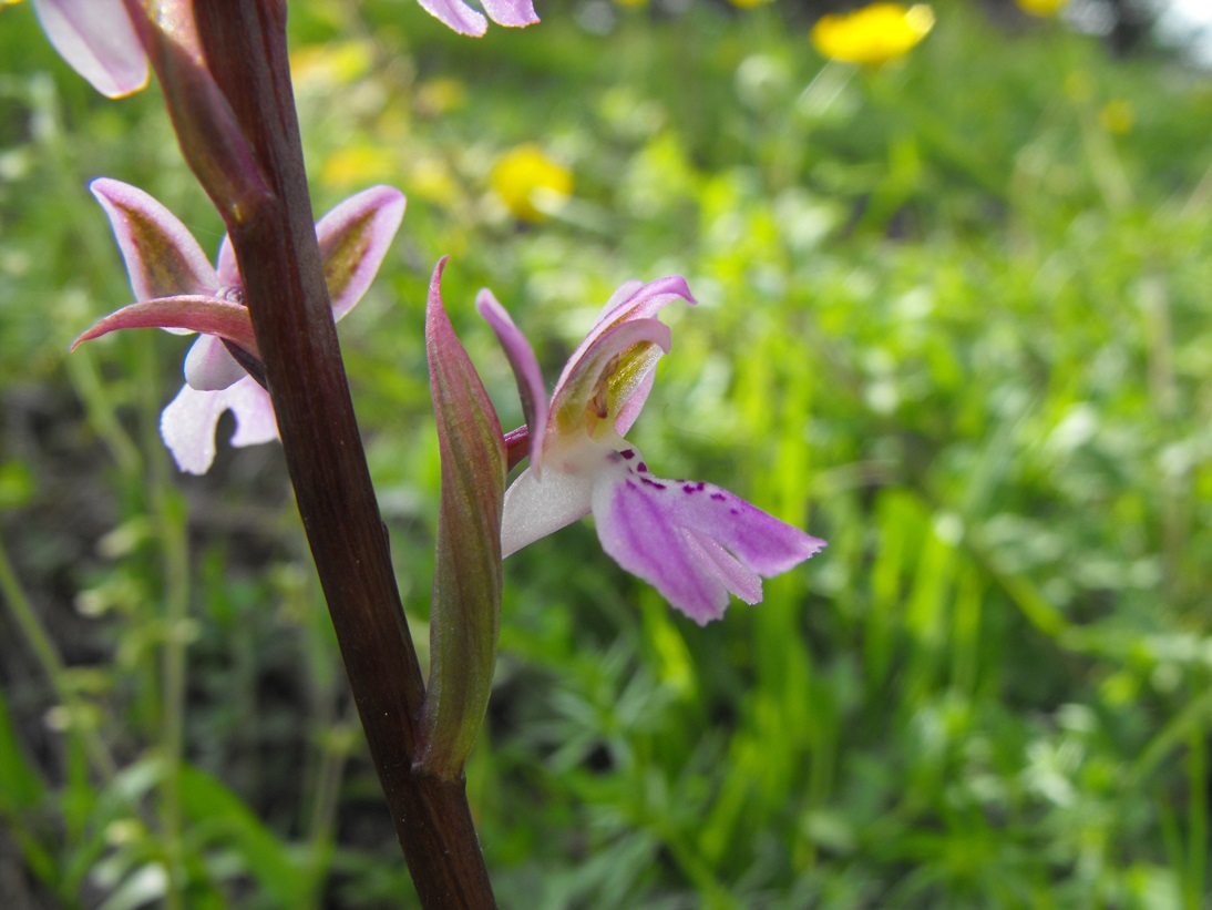 Orchis patens / Orchidea aperta