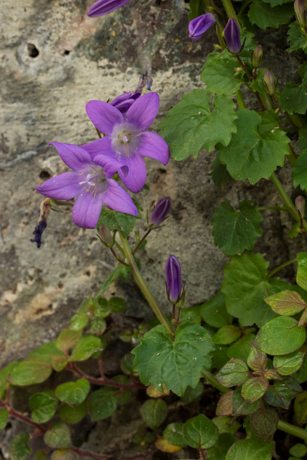 Campanula portenschlagiana