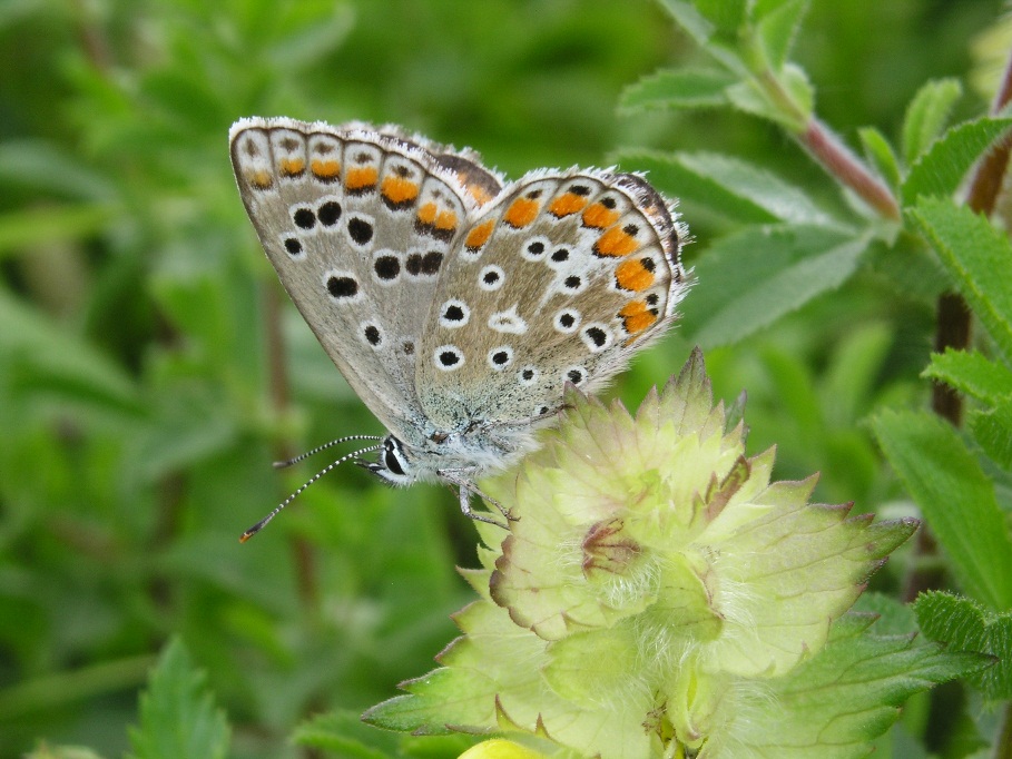 Da determinare - Polyommatus sp.