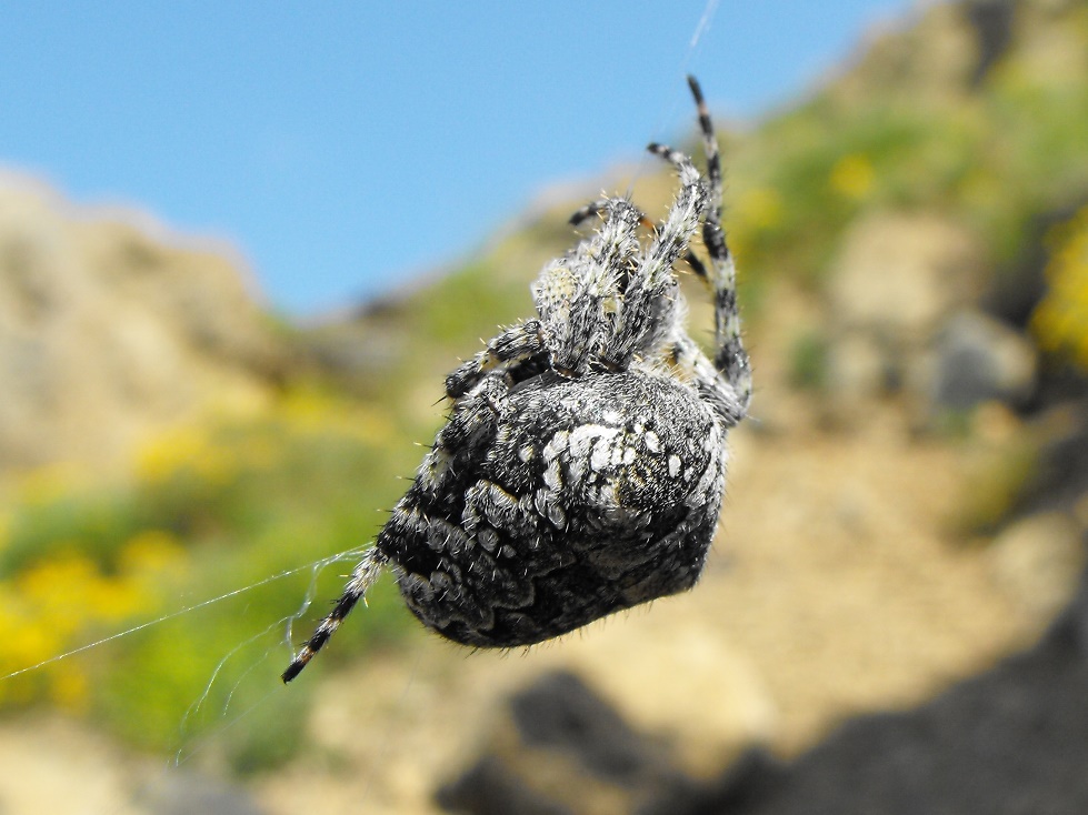 Araneus cf. circe - Monte Regola (PR)