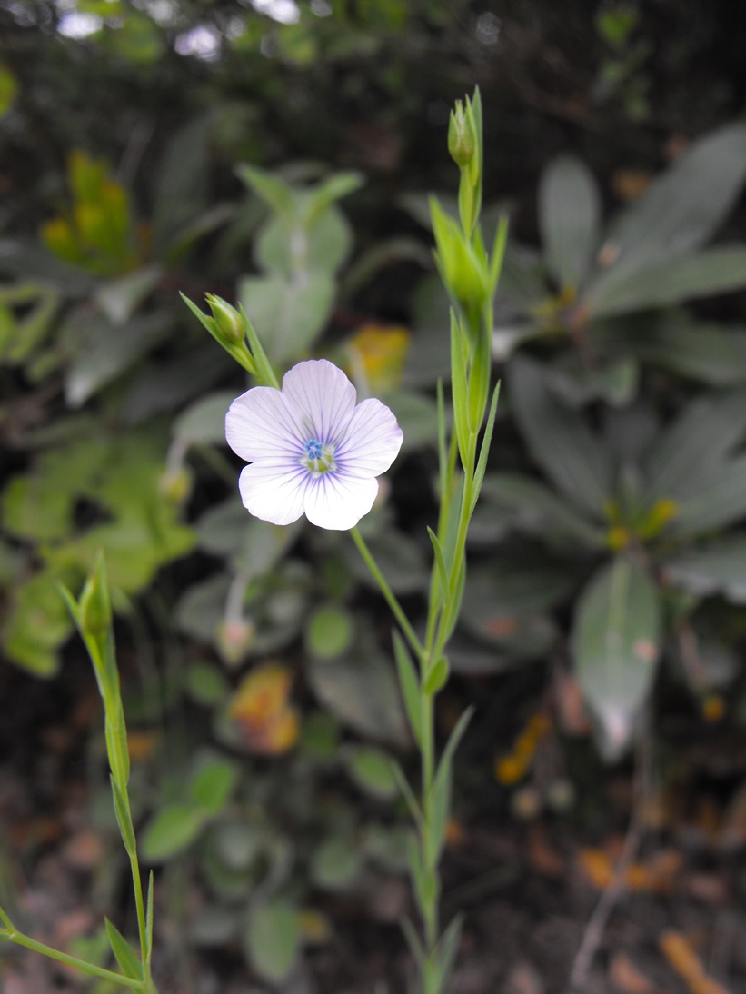 Linum bienne