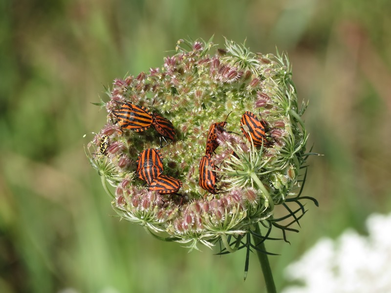 Pentatomidae: Graphosoma lineatum italicum dell''Emilia