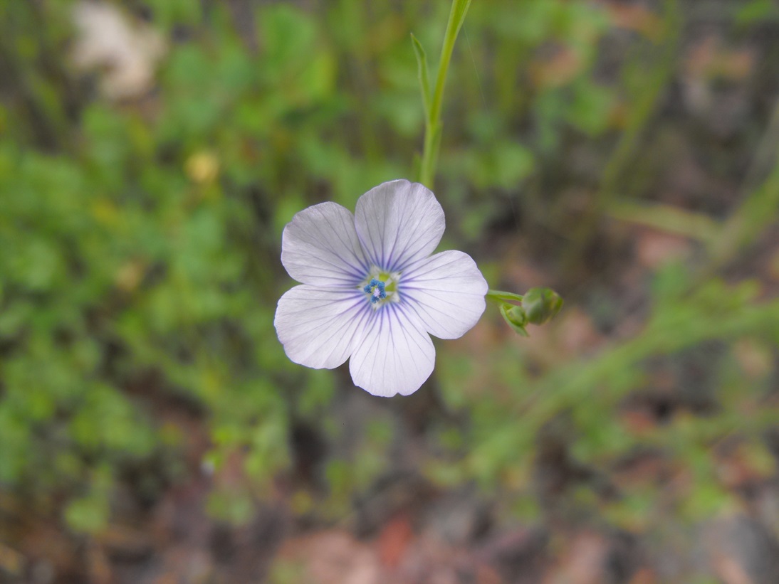 Linum bienne