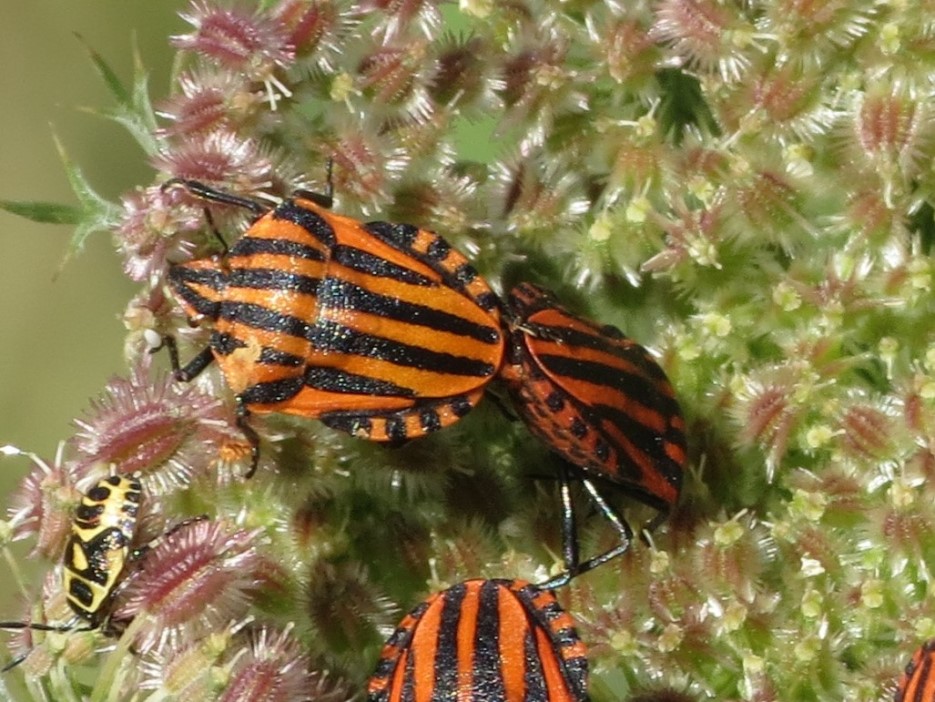 Pentatomidae: Graphosoma lineatum italicum dell''Emilia