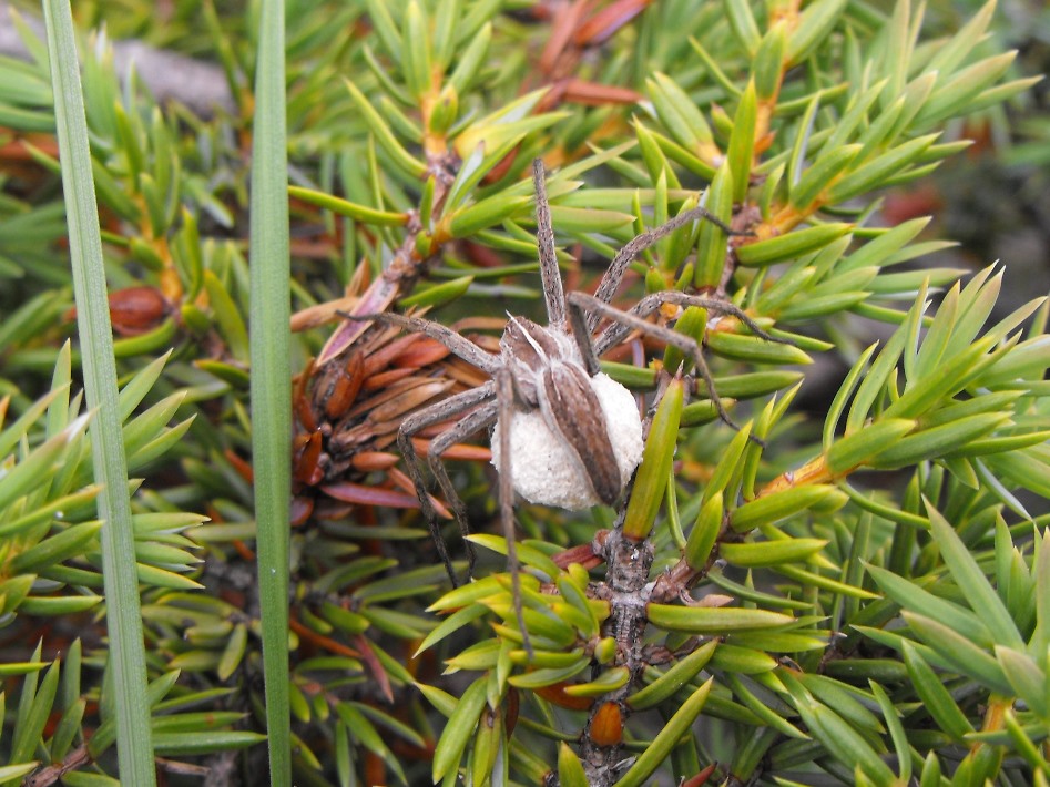 Pisura sp. con ovisacco - M. Ragola (PR)