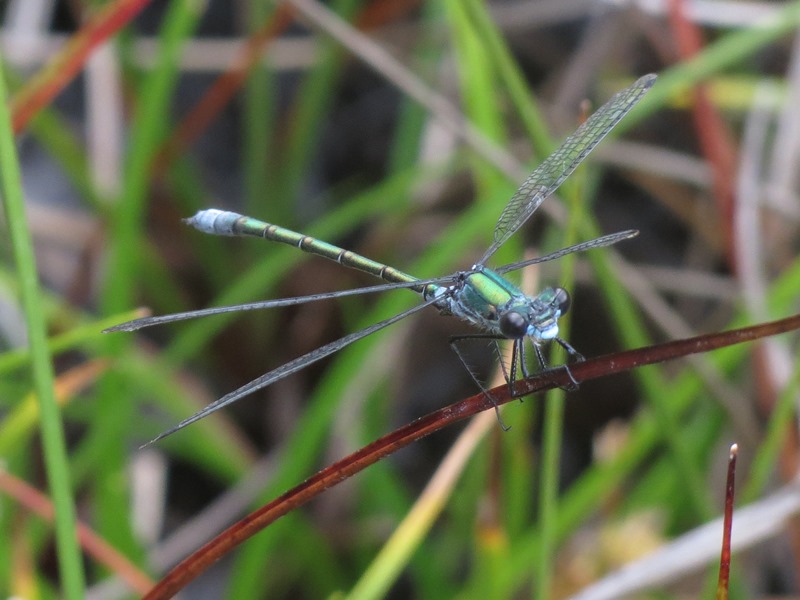 Lestes dryas