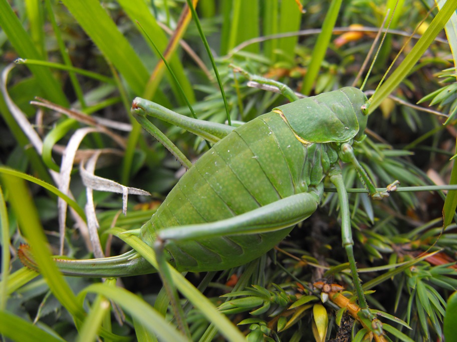 Polysarcus denticauda