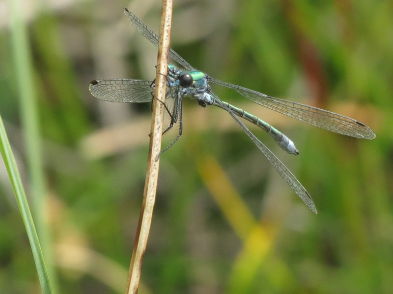 Lestes dryas