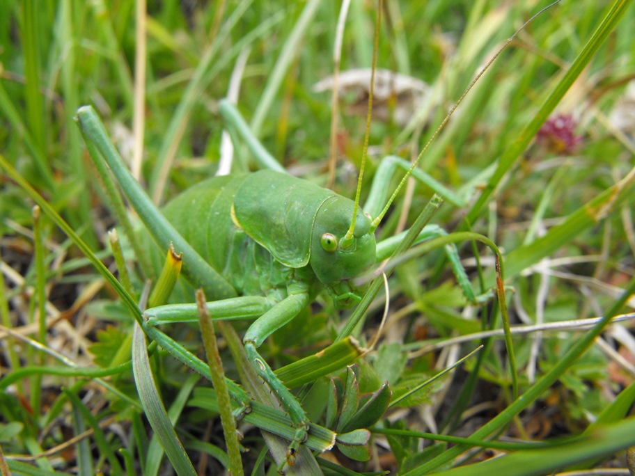 Polysarcus denticauda