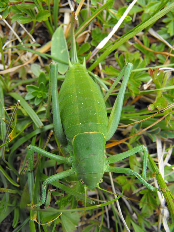 Polysarcus denticauda