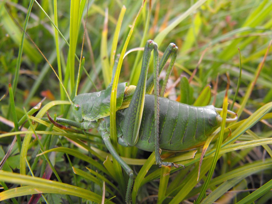 Polysarcus denticauda