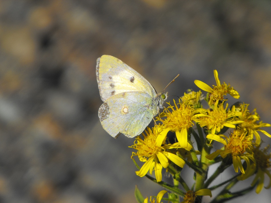 Da determinare - Colias crocea