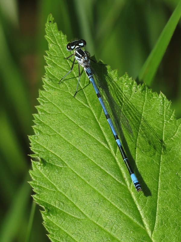 Coenagrion puella?