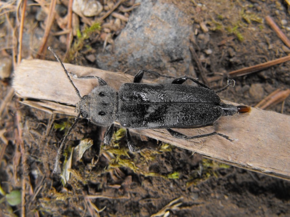 Hylotrupes bajulus (Linnaeus, 1758) - Cerambycidae