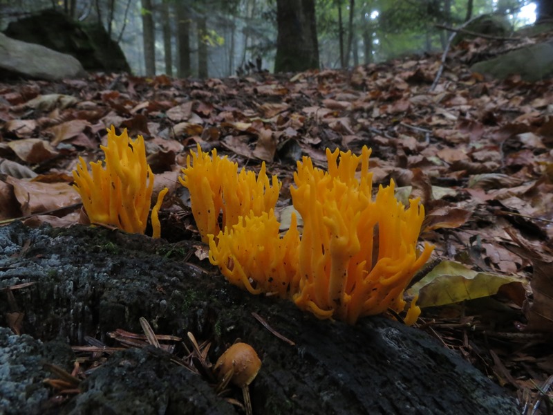 Da determinare23 - Ramaria sp.