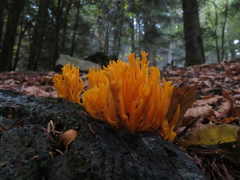 Da determinare23 - Ramaria sp.