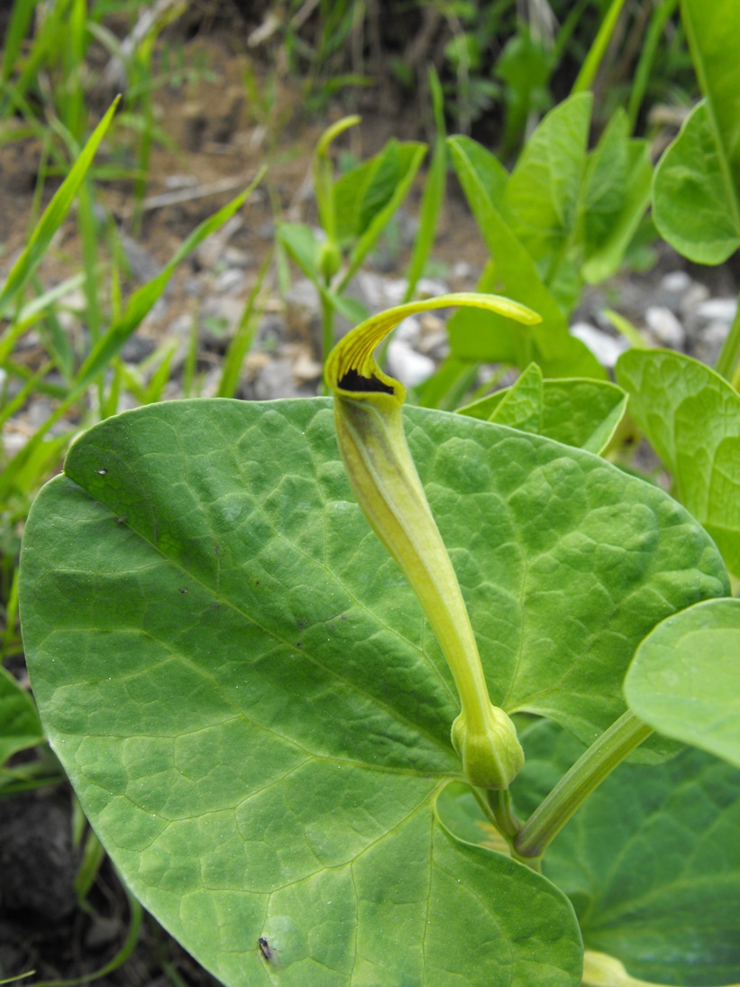 Aristolochia lutea / Aristolochia gialla