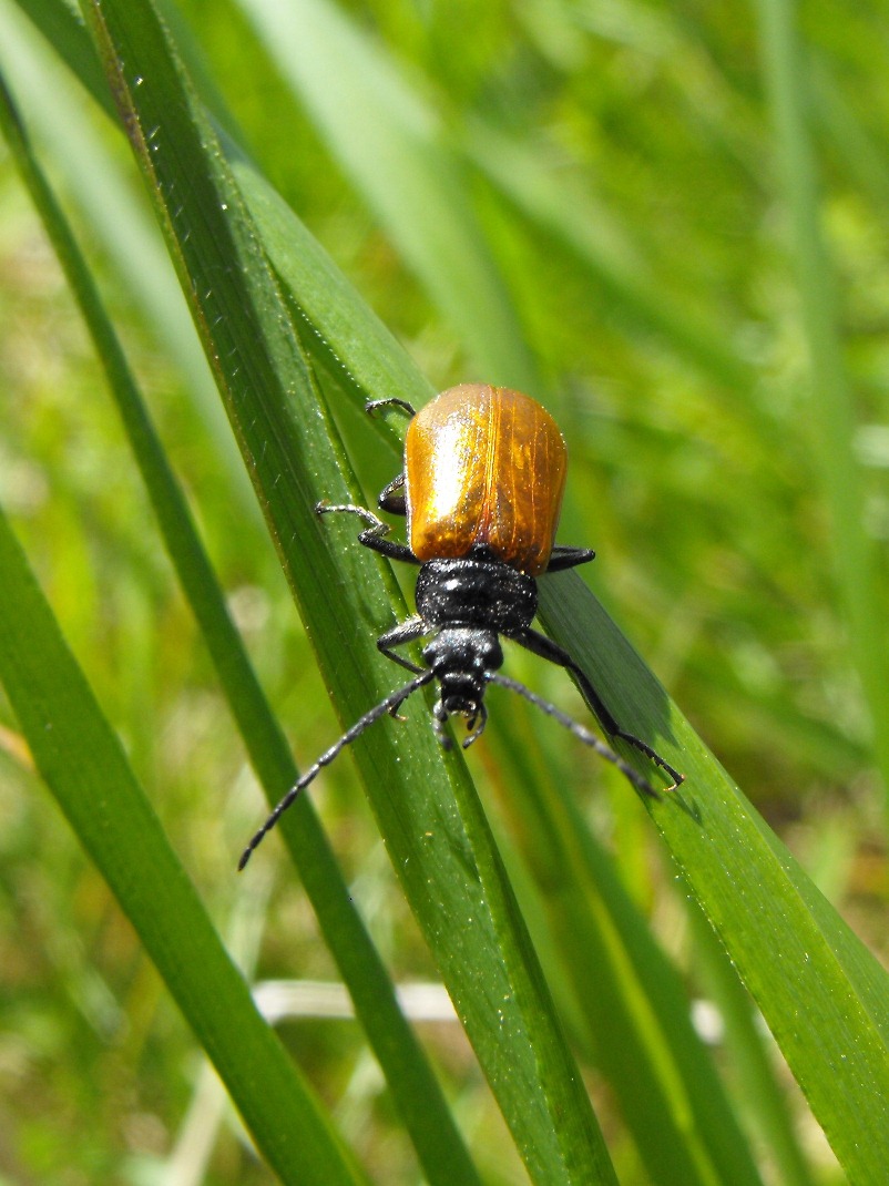 Cebrio gigas? No. Omophlus sp. (Tenebrionidae)