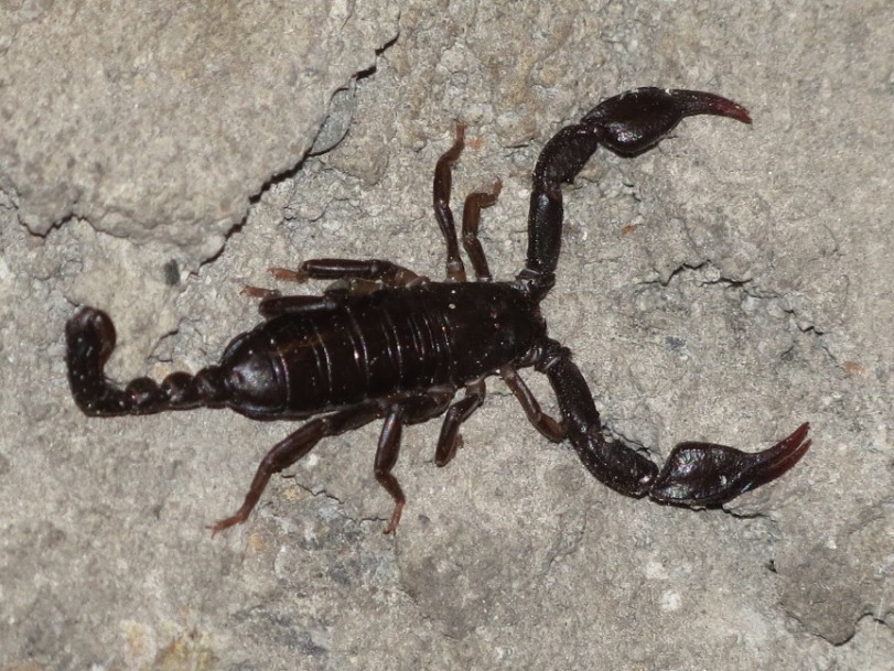 Euscorpius sp