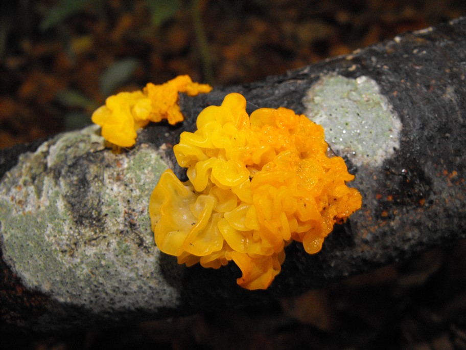 Da determinare26 - Tremella sp.