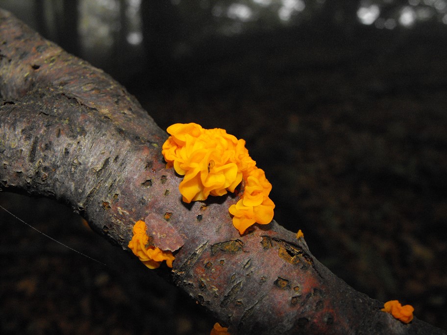 Da determinare26 - Tremella sp.