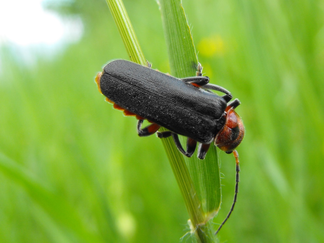 Da determinare - Cantharis rustica