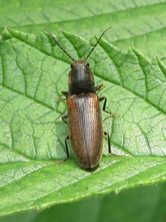 Elateridae da determinare: Athous flavipennis