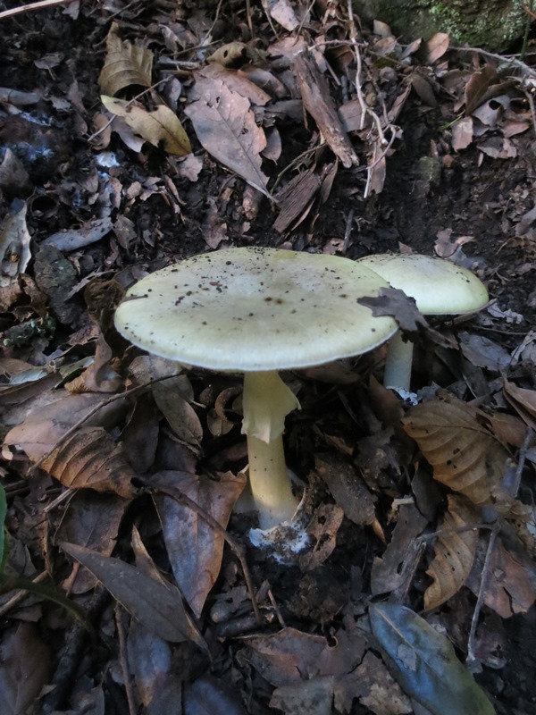 Da determinare27 - Amanita sp.