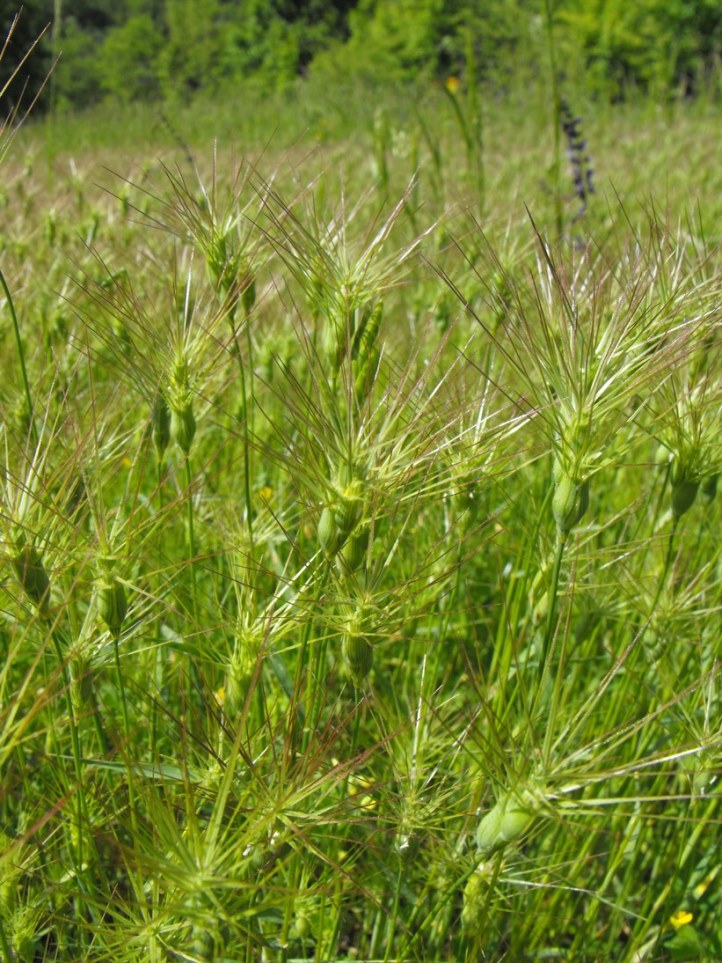 Triticum ovatum / Cerere comune