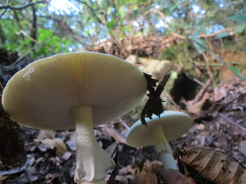 Da determinare27 - Amanita sp.