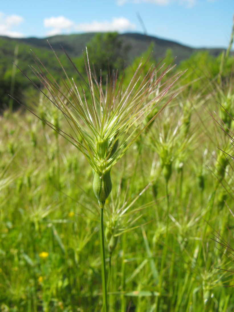 Triticum ovatum / Cerere comune